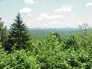 Old Spruce - junction.